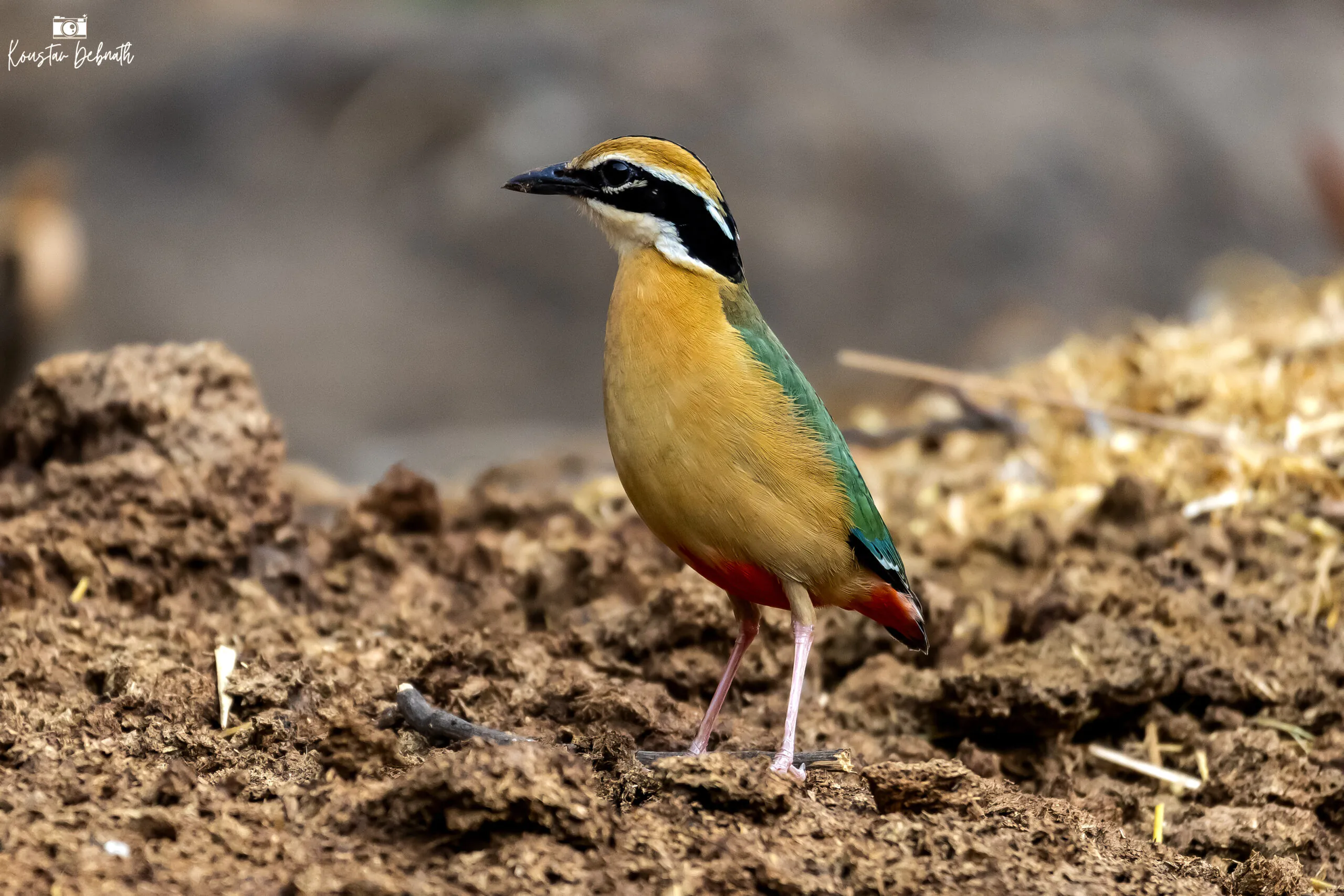 Indian Pitta, Bhondsi