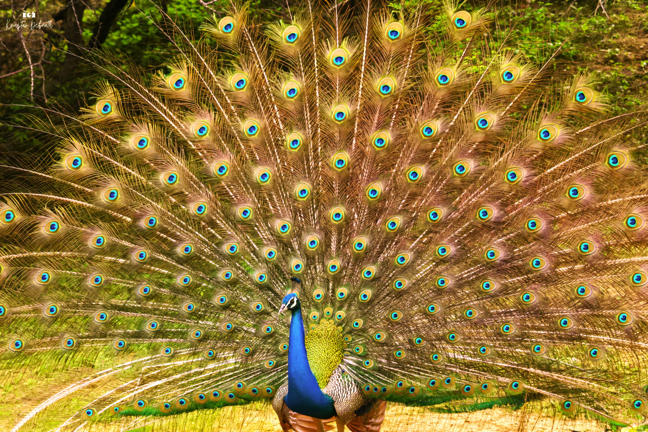 Peacock, Jhalana Leopard Reserve