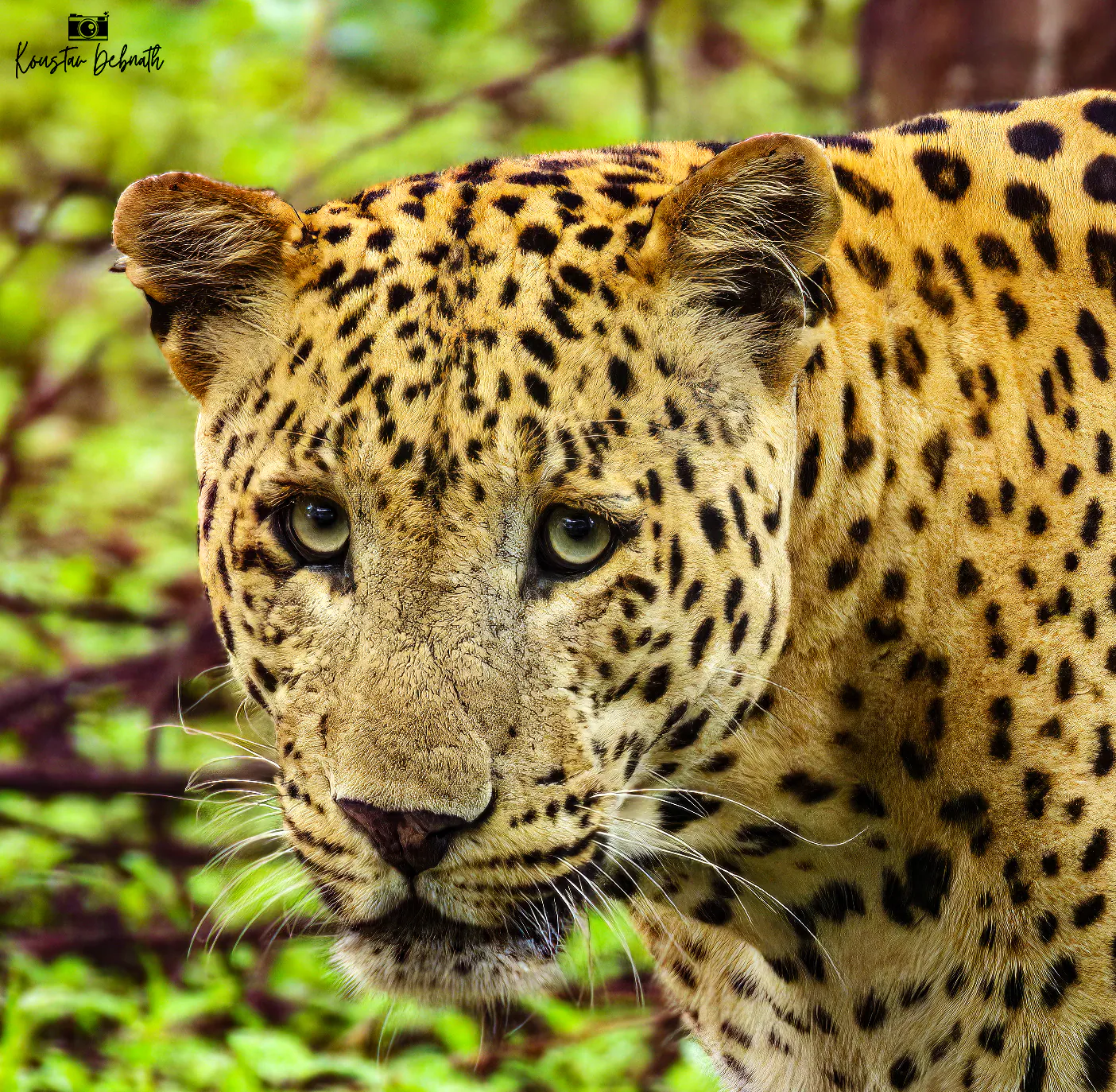 Rana, Jhalana Leopard Reserve